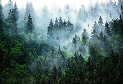 Fototapeta Morning mist 1211